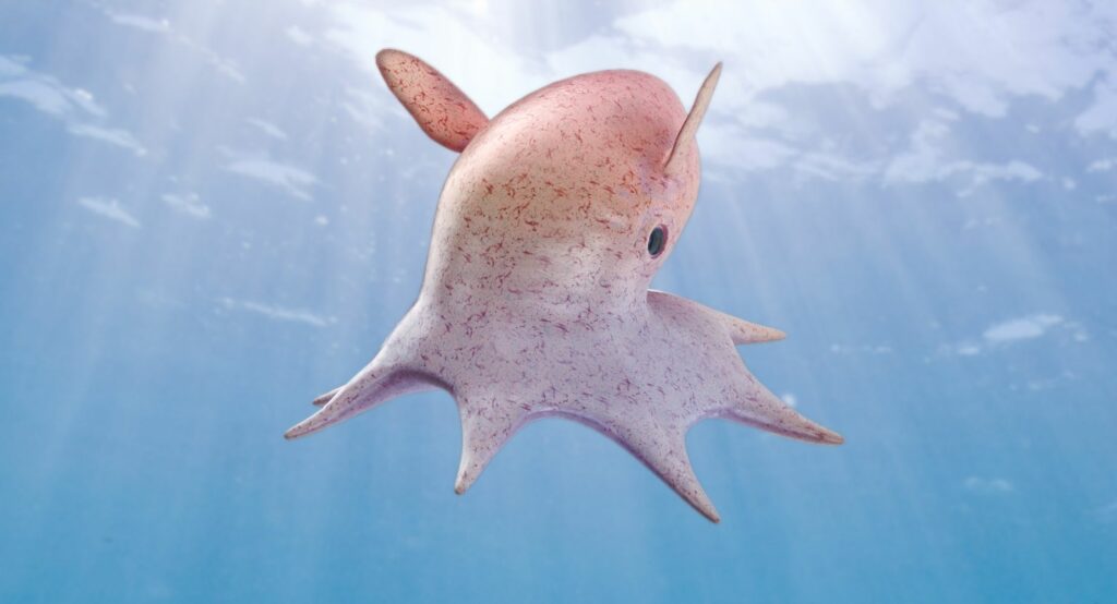 Pieuvre Dumbo : intelligence et camouflage