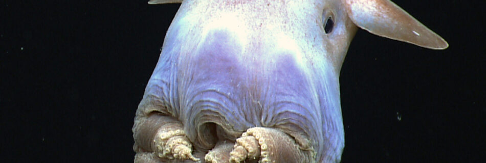 Pieuvre Dumbo : reproduction