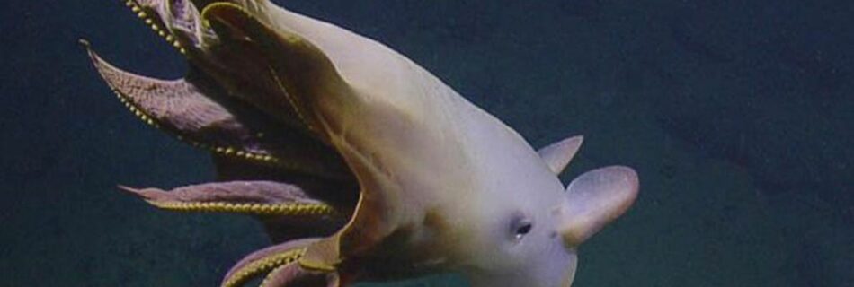 Pieuvre Dumbo et pieuvre classique : quelles différences ?