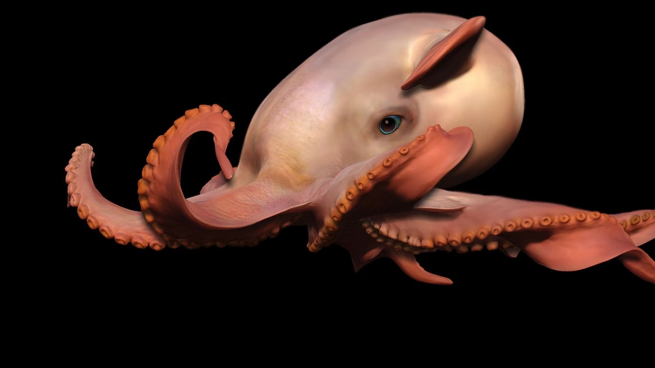 10 faits fascinants sur le poulpe Dumbo